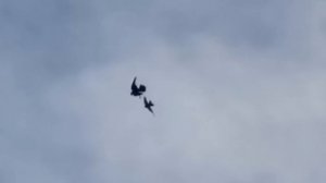 Сокол Сапсан нападает на голубей. Falcon Peregrine attacks pigeons