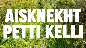 Келли 2 года!
Бордер колли / Border collie