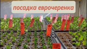 посадка еврочеренка