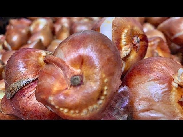 Цветочный бизнес: обзор рынка луковиц тюльпанов. Ситуация в Нидерландах.