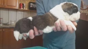 Щенок сенбернара № 8, кобель (13 дней) ЗАРЕЗЕРВИРОВАН_ Щенки сенбернара +79171154106