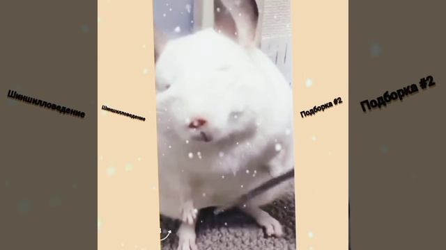 Лучшие подборки с шиншиллами # 2. Смешные шиншиллы. Funny Chinshillas