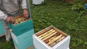 сотовый мёд из мининуклеуса Honeycomb of Nucs(1)