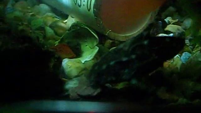 agamixis смотреть онлайн