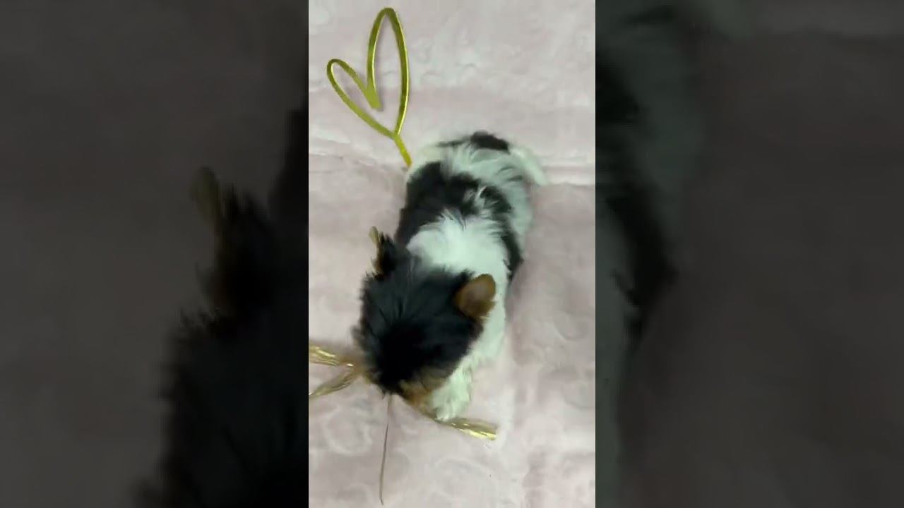 Девочка бивер, др 6.11.2021 Венди AppleDog Продажа