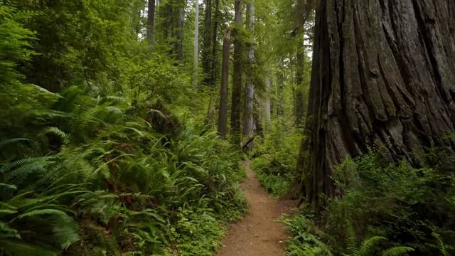 Redwood National Park James irvine trail 4K 🇺🇸 смотреть онлайн