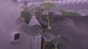 Спасение засохшего огурца!