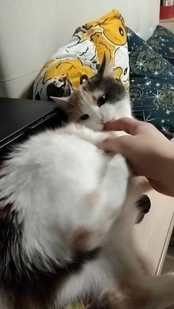кошка Буська