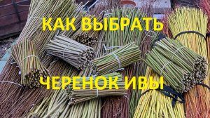 ПАВИВА  Как правильно выбрать черенки ивы для посадки на своих участках, сорта черенков, двухлетка.