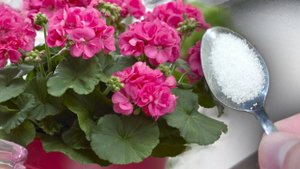 Проверенная натуральная подкормка для всех цветов, любой цветок сразу зацветет пышной шапкой.