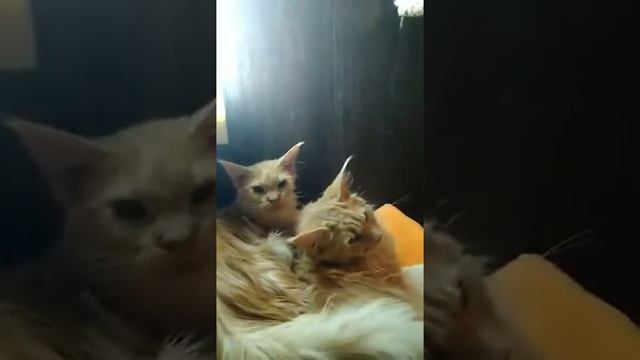 Душ для кошки смотреть онлайн