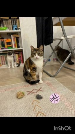 *ДОМА* Трехцветное счастье - кошечка Мурашка ищет дом! 🏡 🐈