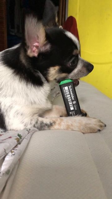 Щенок чихуахуа по имени Элли чешет зубы и грызет крышку от маркера смешныеживотные