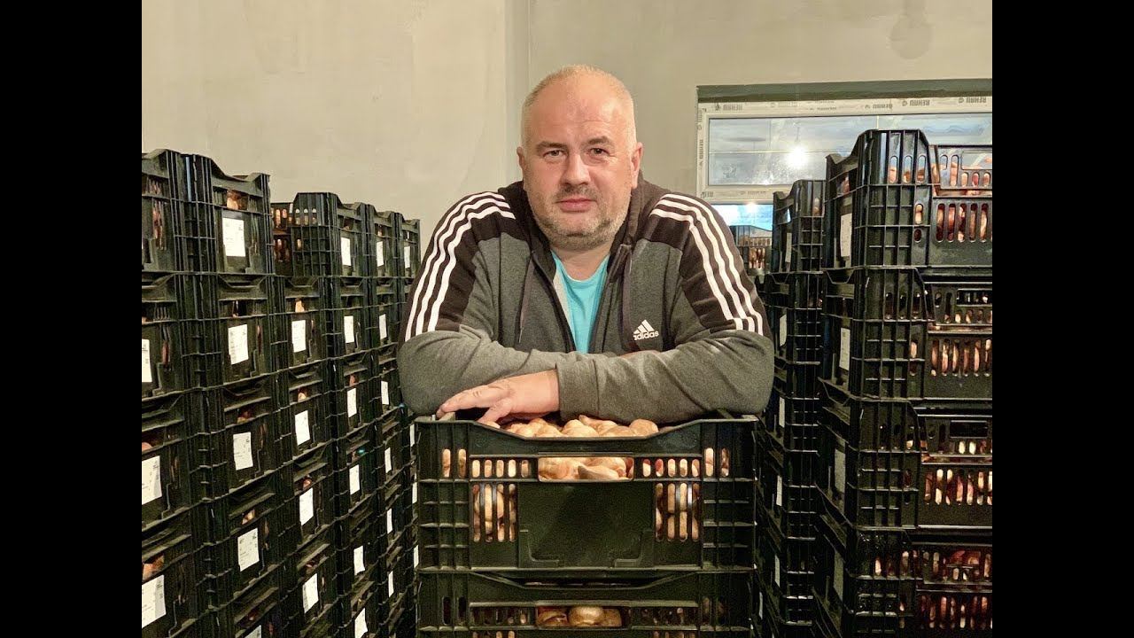 Выгонка тюльпанов. ЛУКОГОН: температурный режим, транспортировка и доставка луковицы тюльпанов.