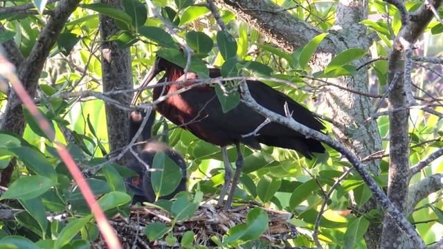 Glossy Ibis Feeding Video5 смотреть онлайн