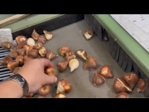 Луковицы тюльпанов: обзор производства в Нидерландах, ч. 2. Оборудование определения больных луковиц