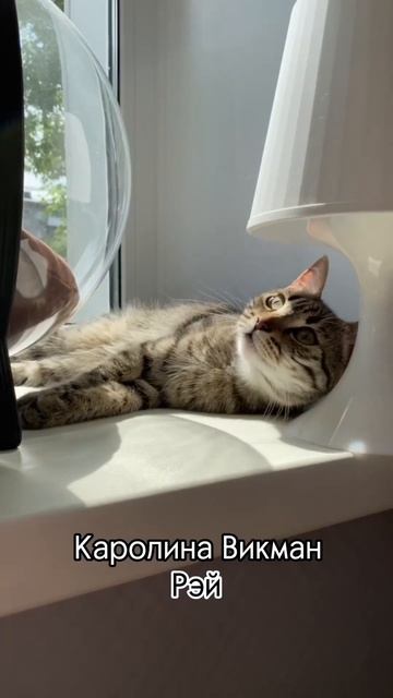 Котики “MURCHIM”