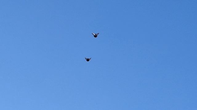 1000055095.mp4 Голуби И.Т. смотреть онлайн