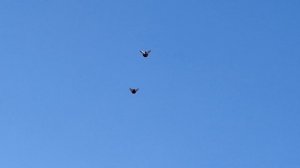 1000055095.mp4 Голуби И.Т.