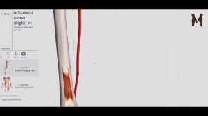 9. Мышцы бедра (фронтальная и медиальная группы) детальный обзор 3D