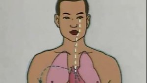 5) Канал сердца.  Время активности с 11:00 до 13:00 ч. Традиционная Китайская Медицина.