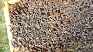 Как быстро подсадить не плодную, суточную матку.