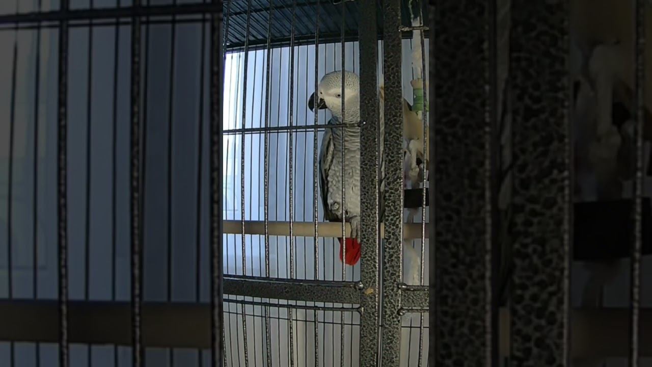 Серый Попугай Маркиз, Ворчит. #parrot #жако #популярное  #россия #animals #попугай