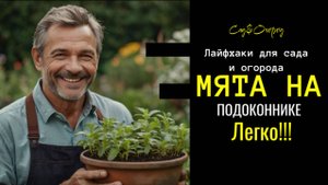 МЯТА НА ПОДОКОННИКЕ. ЛЕГКО!