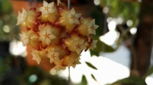 Hoya callistophylla