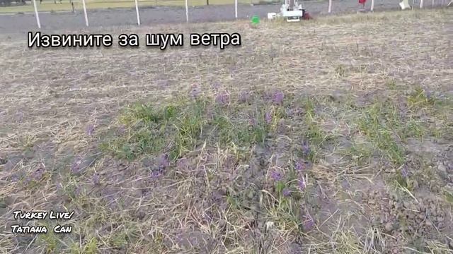 VLOG_Поехали на участок_Муж привез кирпичи😁_Полили грядки_Забрали папу_Домашнее видео с мужем_Турци смотреть онлайн