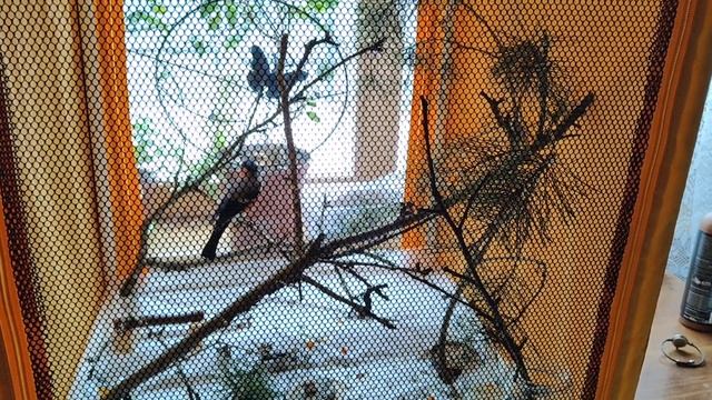 АНАСТАСИЯ. Как дела у снегиря смотреть онлайн