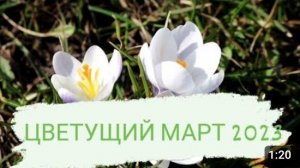МАРТОВСКИЕ ЦВЕТЫ В МОЖЖЕВЕЛОВОМ САДУ