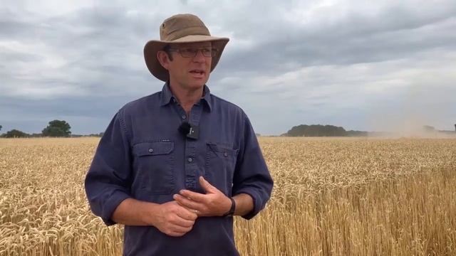 Harvest 2022: Fungicide-free wheat harvest using a stripper header