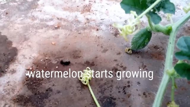 How to grow watermelon in Terrace garden|How to grow watermelon from seeds|Organic Watermelon|Tamil