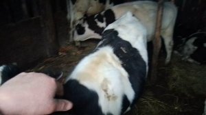 козы с малышами и немного о делах