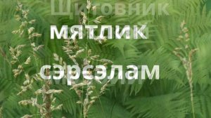 название трав на кабардинском языке