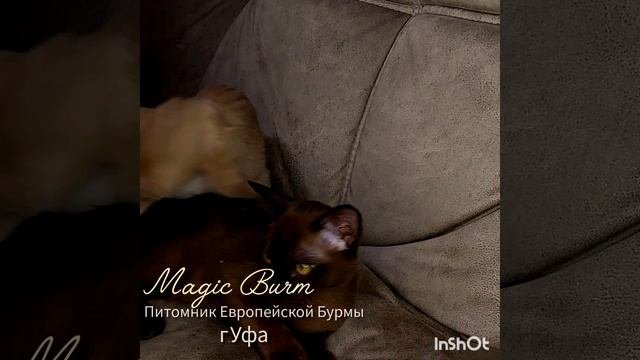 Магические Бурмамалыши