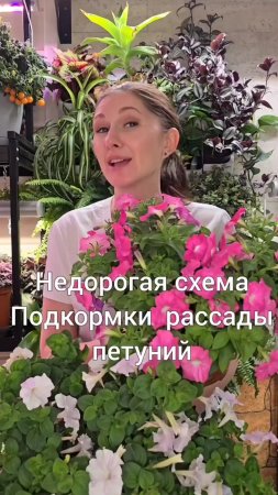 Недорогая схема подкормки рассады петунии