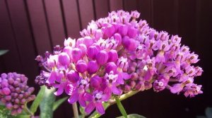 Цветы крупным планом.