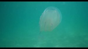 Подводный мир Крым 2