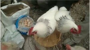 Парвариши паранда 2021 бозори Хочи шариф дакан кафтар заргуш нарху наво