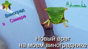 Новый враг на моем винограднике