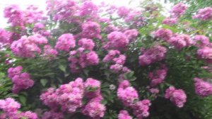 Как розовый снег.