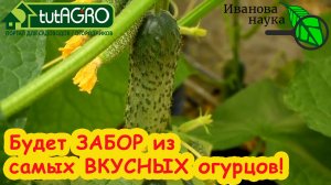 ОТ АРОМАТА ЭТИХ ОГУРЦОВ СНОСИТ КРЫШУ... ДАЖЕ У СОСЕДЕЙ! Два самых вкусных и урожайных огурца!