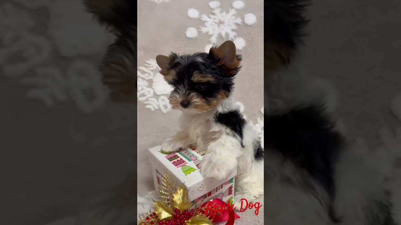 Яркая девочка бивер Раффаэлка 2.5 мес Продается‼️#щенок #biewer #puppy #бивер #йорк