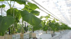 НЕ ЗОЛОТЫЕ ОГУРЦЫ