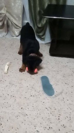 Ротвейлер Жорик играет с папой