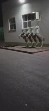 Дракон