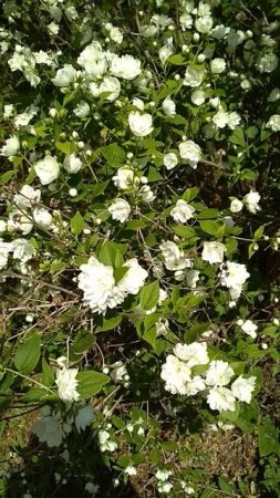 FLOWERS 🌺🌺🌺