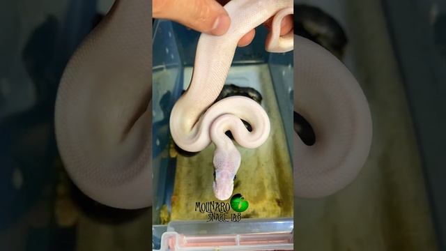 Check out these amazing #ballpythons #molinarosnakelab #reptile #shorts #python #olympics #babysnak
